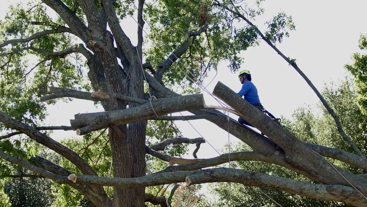Professional Hazardous Tree Removal performed by certified arborists in Casey